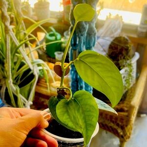 Epipremnum Aureum Cebu Blue pothos plant